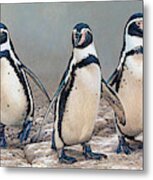 Humboldt Penguins Standing In A Row Metal Print