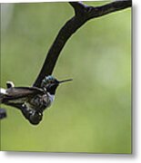 Hummingbird -wings- Metal Print