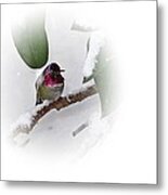 Humming Bird And Snow 2 Metal Print