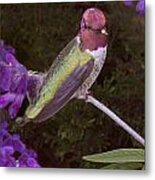 Humming Bird Metal Print