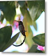 Hummingbird 1 Metal Print