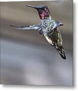 Hummingbird 4 Metal Print