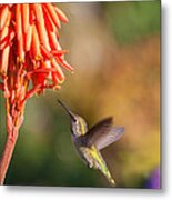 Hummingbird And Flower Metal Print