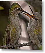 Hummingbird Feeding Baby Metal Print