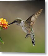 Hummingbird Feeding On Lantana Metal Print