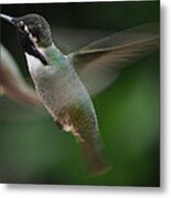 Hummingbird Male Anna In Flight Over Perch Metal Print