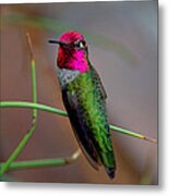 Hummingbird Glimmers Metal Print