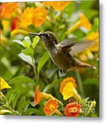 Hummingbird Looking For Food Metal Print