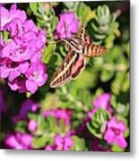 Hummingbird Moth Metal Print