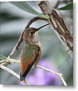 Hummingbird On A Branch Metal Print