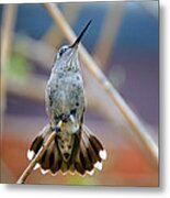 Hummingbird Tail Display Metal Print