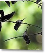 Hummingbird Tree Metal Print