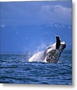 Humpback Whale Breaching Metal Print