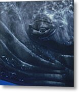 Humpback Whale Eye Of Singer Maui Hawaii Metal Print