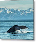 Humpback Whale  Megaptera Novaeangliae Metal Print