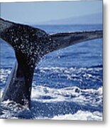 Humpback Whale Whale Tail Maui Hawaii Metal Print