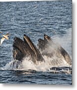 Humpback Whales Feeding With Gulls Metal Print