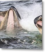 Humpback Whales Gulp Feeding Alaska Metal Print