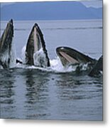 Humpback Whales Gulp Feeding Southeast Metal Print