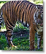 Hungry Tiger Metal Print