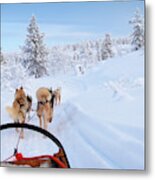 Husky Ride Metal Print