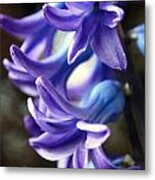 Hyacinth Metal Print