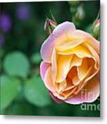 Hybrid Tea Rose Metal Print