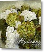 Hydrangea Metal Print