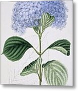 Hydrangea Macrophylla 'otaksa', Artwork Metal Print