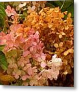 Hydrangea Metal Print