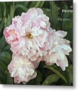 I Cry For You My Peonies Metal Print