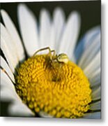 I Have My Eyes On You Metal Print