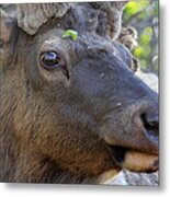 I Have What On My Face? Metal Print