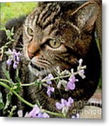 I Love Catnip My Mommy Grows For Me Metal Print