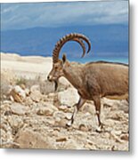 Ibex Walking On The Rocky Ground By The Metal Print