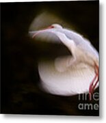 Ibis In Flight Metal Print