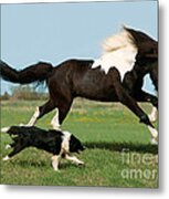 Icelandic Horse And Dog Metal Print