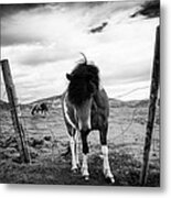 Icelandic Horse In Iceland Black And White Metal Print