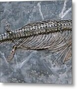 Ichthyosaur Fossil Metal Print