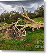 If Trees Could Talk Metal Print