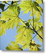 Illuminated Leaves Metal Print