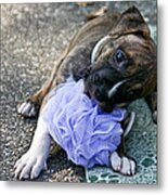 Imma Git U    Pit Bull Pup Metal Print