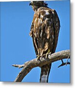 Immature Red Tail Hawk Metal Print