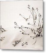 In A Snow Drift Metal Print