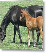 In The Field Metal Print