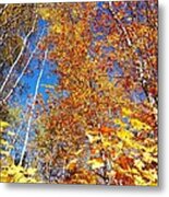 In The Forest At Fall Metal Print