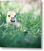 In The Grass Metal Print