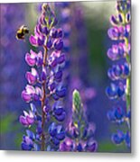In The Land Of Lupine Metal Print