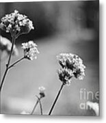 In The Meadow Ii Metal Print