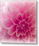 In The Pink Of My Life Metal Print